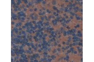 IHC-P analysis of Mouse Tissue, with DAB staining. (IFNA13 anticorps  (AA 24-189))