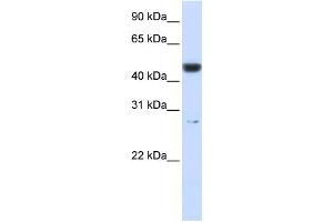 PGLS antibody used at 1 ug/ml to detect target protein.