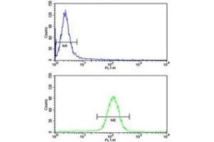 UHRF1 antibody flow cytometry analysis of HeLa cells (green) compared to a negative control (blue).