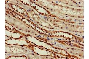 Immunohistochemistry of paraffin-embedded human kidney tissue using ABIN7169952 at dilution of 1:100 (SLC6A13 anticorps  (AA 1-40))