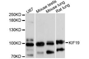 Western blot analysis of extracts of various cell lines, using KIF19 antibody (ABIN6293226) at 1:3000 dilution. (KIF19 anticorps)