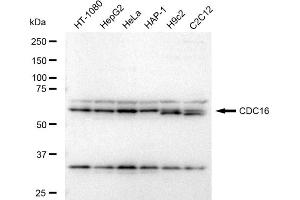anti-Cell Division Cycle 16 Homolog (S. Cerevisiae) (CDC16) antibody
