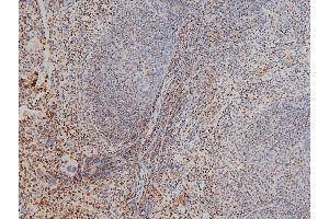 ABIN6267443 at 1/100 staining mouse splenic tissue sections by IHC-P.