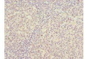Immunohistochemistry of paraffin-embedded human tonsil tissue using ABIN7142221 at dilution of 1:100
