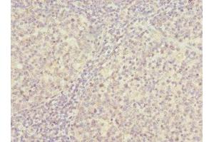 Immunohistochemistry of paraffin-embedded human tonsil tissue using ABIN7142221 at dilution of 1:100 (PSMD8 anticorps  (Regulatory Subunit 8))