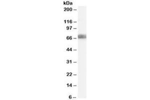 Western blot testing of HEK293 lysate with DKK3 antibody at 2ug/ml. (DKK3 anticorps)