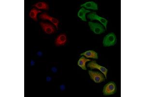 Phospho-MAP4K4 (Ser801) Antibody staining Hela cells(heat shock treatment) by IF/ICC. (MAP4K4 anticorps  (pSer801))