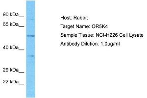 Host: Rabbit Target Name: OR5K4 Sample Type: NCI-H226 Whole Cell lysates Antibody Dilution: 1. (OR5K4 anticorps  (C-Term))