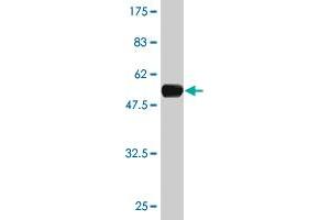 Western Blot detection against Immunogen (60.