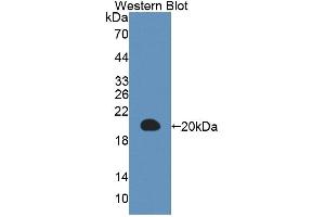 Figure. (IL-3 anticorps  (AA 27-166))