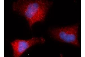 Immunofluorescence (IF) image for anti-Peptidylprolyl Isomerase G (Cyclophilin G) (PPIG) (AA 1-175) antibody (PE) (ABIN5567270)