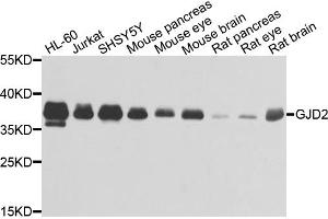 Western blot analysis of extracts of various cell lines, using GJD2 antibody (ABIN1872826) at 1:1000 dilution. (GJD2 anticorps)