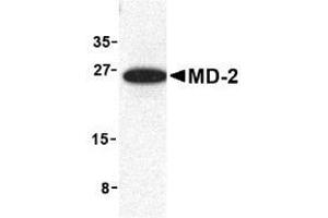 Image no. 2 for anti-Lymphocyte Antigen 96 (LY96) antibody (ABIN204170) (LY96 anticorps)