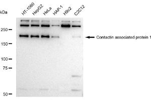 anti-Contactin Associated Protein 1 (CNTNAP1) antibody