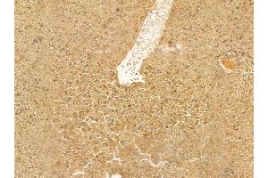 ALS2 Mouse Monoclonal Antibody at 1/100 staining mouse liver tissue by IHC-P. (ALS2 anticorps  (N-Term))