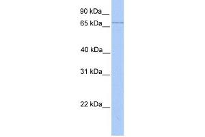 WB Suggested Anti-LMF2 Antibody Titration:  0. (LMF2 anticorps  (Middle Region))