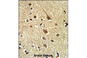 Formalin-fixed and paraffin-embedded human brain tissue reacted with GLO1 Antibody (N-term), which was peroxidase-conjugated to the secondary antibody, followed by DAB staining. (GLO1 anticorps  (N-Term))