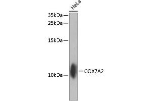 Western blot analysis of extracts of HeLa cells, using COX7 antibody (ABIN6129000, ABIN6138922, ABIN6138923 and ABIN6224457) at 1:1000 dilution. (COX7A2 anticorps  (AA 33-115))