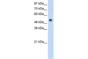 Western Blotting (WB) image for anti-Dopamine Receptor Binding 1 (DRB1) antibody (ABIN2462346) (DRB1 anticorps)