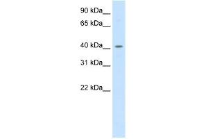 WB Suggested Anti-PPARD Antibody Titration:  0. (PPARD anticorps  (C-Term))