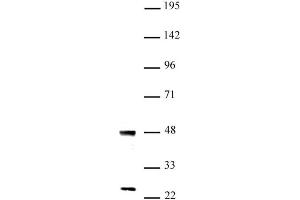 UTF1 antibody (pAb) tested by Western blot Nuclear extract of mouse ES cells (20 µg) probed with UTF1 antibody (1:1,000). (UTF1 anticorps  (N-Term))