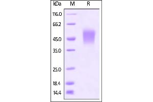 Mouse B7-1, His Tag on SDS-PAGE under reducing (R) condition. (CD80 Protein (CD80) (AA 38-245) (His tag))