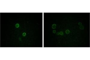 Immunofluorescence (IF) image for anti-Apolipoprotein M (APOM) antibody (ABIN1105422) (Apolipoprotein M anticorps)