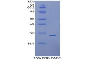 SDS-PAGE of Protein Standard from the Kit (Highly purified E. (Annexin IV Kit ELISA)
