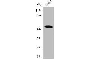 Western Blot analysis of HepG2 cells using RXRγ Polyclonal Antibody (Retinoid X Receptor gamma anticorps  (Internal Region))