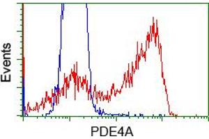 Image no. 1 for anti-phosphodiesterase 4A, CAMP-Specific (PDE4A) antibody (ABIN1500090) (PDE4A anticorps)