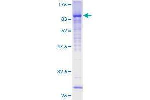 Image no. 1 for Zinc Finger Protein 394 (ZNF394) (AA 1-561) protein (GST tag) (ABIN1326160)