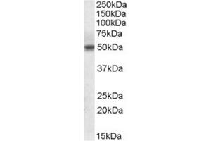 Sstaining of Human Testis lysate using Septin-6 antibody at 1 µg/ml (35µg protein in RIPA buffer). (Septin 6 anticorps  (Internal Region))