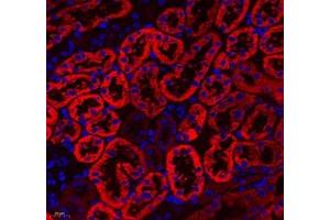 Immunofluorescence of paraffin embedded mouse kidney using Aldh4a1 (ABIN7073000) at dilution of 1: 400 (400x lens)