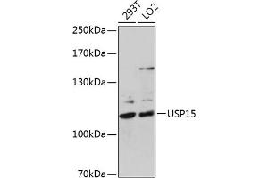 Western blot analysis of extracts of various cell lines, using USP15 antibody (ABIN6130759, ABIN6149998, ABIN6149999 and ABIN6222530) at 1:1000 dilution. (USP15 anticorps  (AA 852-952))