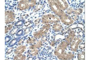 anti-Transmembrane Protein 8B (TMEM8B) (N-Term) antibody