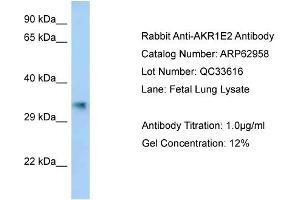Western Blotting (WB) image for anti-Aldo-Keto Reductase Family 1, Member E2 (AKR1E2) (C-Term) antibody (ABIN970088) (AKR1E2 anticorps  (C-Term))