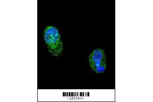 Confocal immunofluorescent analysis of HNF1A Antibody with HepG2 cell followed by Alexa Fluor 488-conjugated goat anti-rabbit lgG (green). (HNF1A anticorps  (AA 177-205))