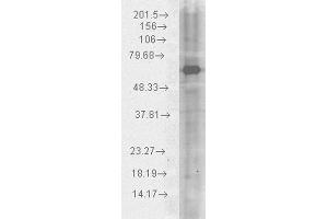 Western blot analysis of Human HeLa cell lysates showing detection of HSP70 protein using Chicken Anti-HSP70 Polyclonal Antibody . (HSP70 anticorps  (Atto 488))
