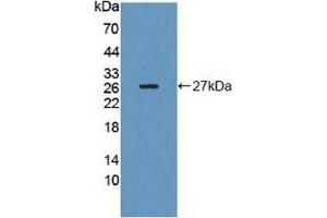 Western blot analysis of recombinant Human Grb10. (GRB10 anticorps  (AA 392-594))