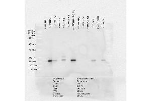 Western Blot analysis of Rat Brain, Heart, Kidney, Liver, Pancreas, Skeletal muscle, Spleen, Testes, Thymus cell lysates showing detection of Alpha B Crystallin protein using Mouse Anti-Alpha B Crystallin Monoclonal Antibody, Clone 3A10-C9 . (CRYAB anticorps  (Atto 594))