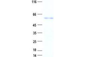 Validation with Western Blot