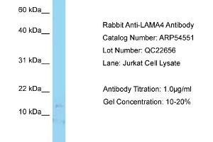 Western Blotting (WB) image for anti-Laminin, alpha 4 (LAMa4) (C-Term) antibody (ABIN2785769) (LAMa4 anticorps  (C-Term))