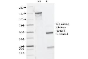 SDS-PAGE Analysis Purified CD8A Mouse Monoclonal Antibody (C8/144B). (CD8 alpha anticorps  (C-Term, Cytoplasmic Domain))