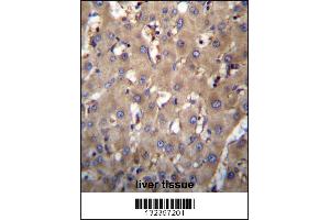 SEC63 Antibody immunohistochemistry analysis in formalin fixed and paraffin embedded human liver tissue followed by peroxidase conjugation of the secondary antibody and DAB staining. (SEC63 anticorps  (N-Term))