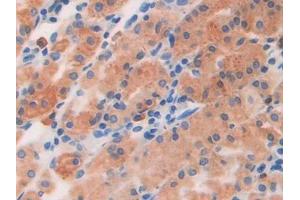 DAB staining on IHC-P; Samples: Human Stomach Tissue