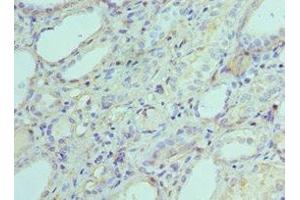 Immunohistochemistry of paraffin-embedded human kidney tissue using ABIN7143342 at dilution of 1:100 (Adenylate Kinase 2 anticorps  (AA 1-232))