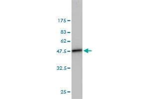 Western Blot detection against Immunogen (42. (UBE2L3 anticorps  (AA 1-154))