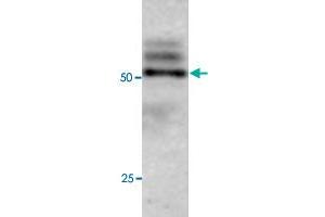 Western blot under reducing conditions on Olfactory cell line (Odora) lysate using rabbit ATG4C polyclonal antibody  at a dilution of 1 : 100. (ATG4C anticorps  (C-Term))