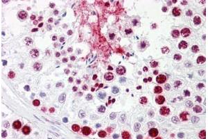 Anti-HNRNPL / hnRNP L antibody IHC staining of human testis. (HNRNPL anticorps  (AA 61-110))