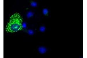 Immunofluorescence (IF) image for anti-Cytochrome C Oxidase Subunit VIa Polypeptide 1 (COX6A1) antibody (ABIN1497580) (COX6A1 anticorps)